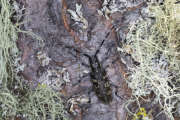 Thumbnail 231883