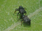 Thumbnail 232582 B