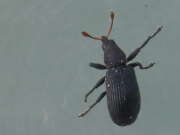 Thumbnail 232770 B