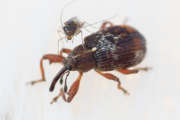 Thumbnail 233279 B