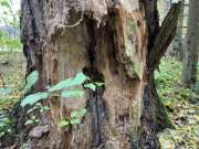 Thumbnail 233706 B