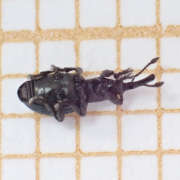 Thumbnail 233897 B