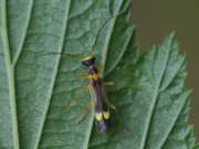 Thumbnail 235240 B