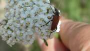 Thumbnail 235605 B