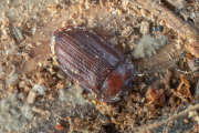 Thumbnail 236169 A