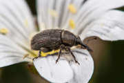 Thumbnail 236752 B