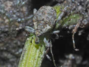 Thumbnail 237034 B