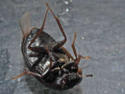 Thumbnail 237159 B