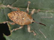 Thumbnail 237503 B