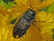 Thumbnail 237536 B