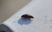 Thumbnail 237926 A