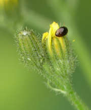 Thumbnail 239062 B