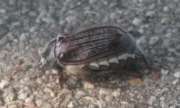 Thumbnail 239460 B