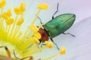 Thumbnail 239740 B
