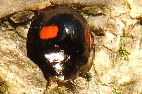 Userfoto