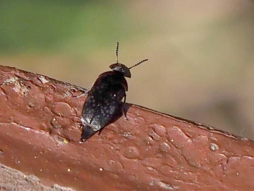 Userfoto