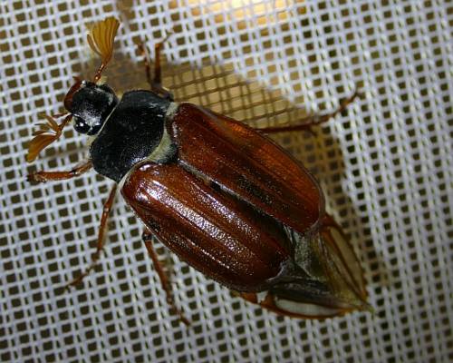 Userfoto