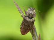 Thumbnail 240609 B