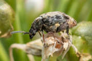 Thumbnail 243055 A