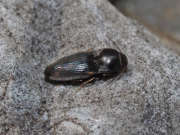 Thumbnail 243181 A