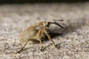 Thumbnail 244056 B