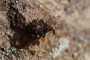 Thumbnail 244956 B