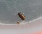 Thumbnail 245012 B