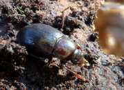 Thumbnail 245091 A