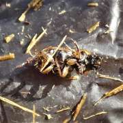 Thumbnail 245099 B