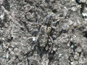 Thumbnail 245197 A
