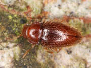Thumbnail 245359 B