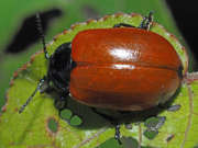 Thumbnail 246175 B