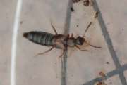 Thumbnail 246709 A