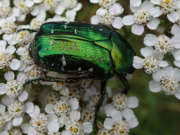 Thumbnail 246806 A