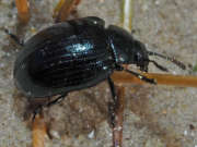 Thumbnail 247254 B