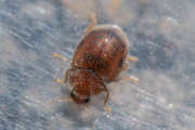 Thumbnail 247317 B