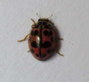 Thumbnail 247808 A