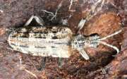Thumbnail 248028