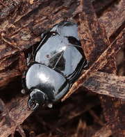 Thumbnail 248972 B