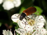 Thumbnail 249457 B