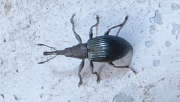 Thumbnail 251745 B