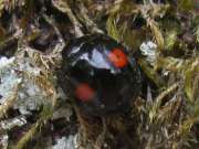 Thumbnail 251933 A