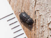Thumbnail 252427 B