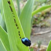 Thumbnail 252448 B