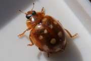 Thumbnail 252802 B
