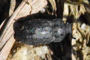 Thumbnail 253796 B