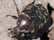 Thumbnail 253875 B