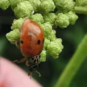 Thumbnail 256689 B
