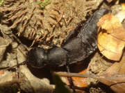 Thumbnail 257064