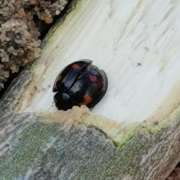 Thumbnail 257312
